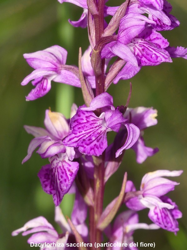 Le orchidee di Vallepietra nel Parco Naturale dei Monti Simbruini (Roma).